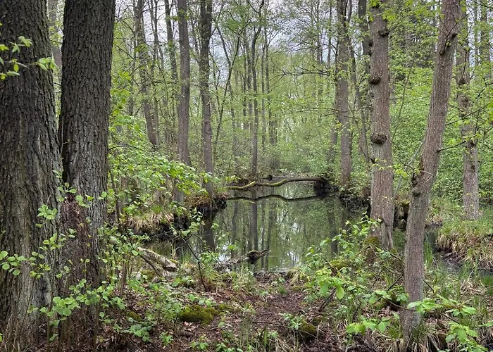 Lubuskie Jezioro 度假居